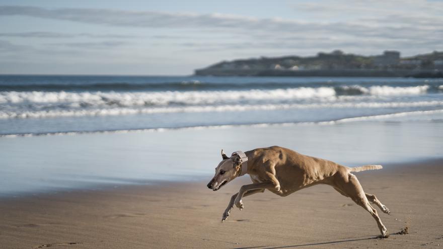 Bizkaia abre algunas de sus playas a los perros en horario nocturno y matutino la temporada estival