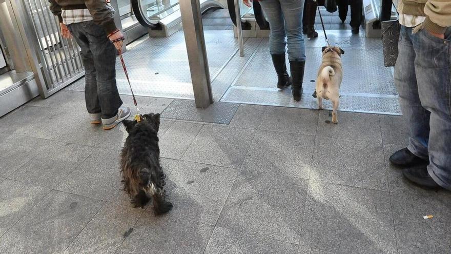 Perros y transporte público
