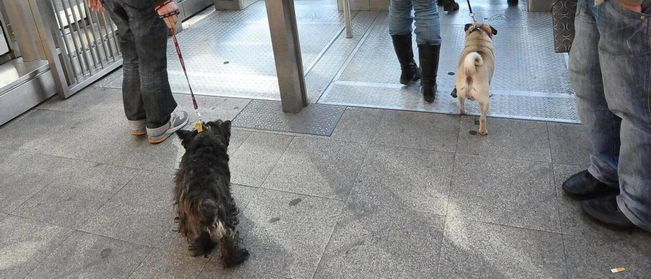 Perros y transporte público