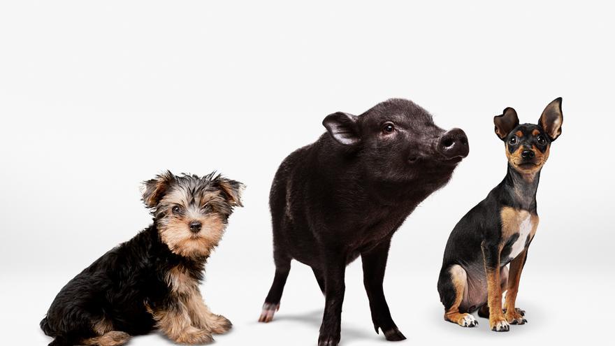 Las ‘mascotas mini’: una moda en el punto de mira