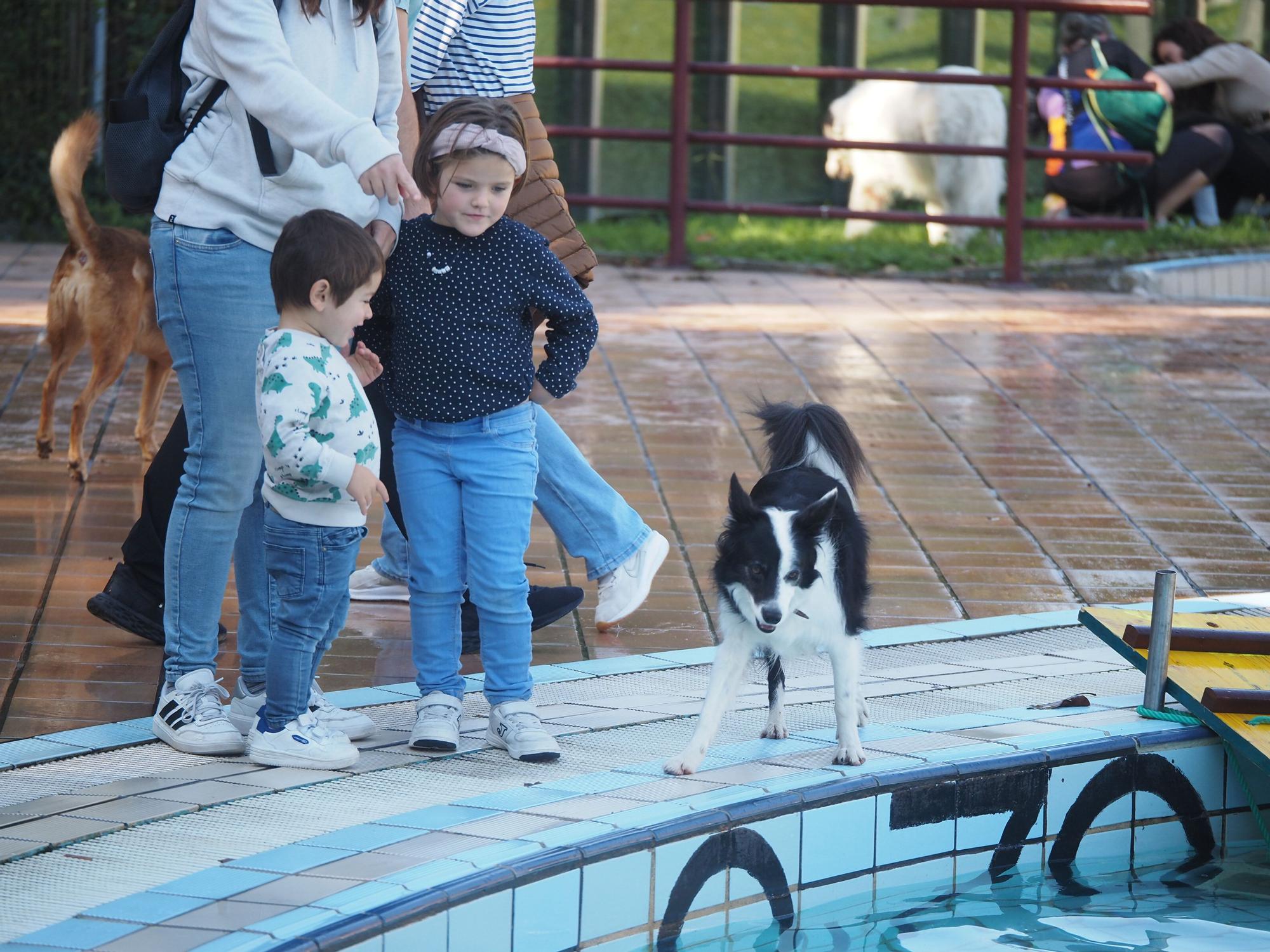 Las piscinas de Eibar han sido coto privado para los perros