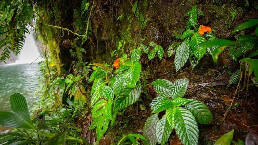 Gasteranthus extintctus se encontró creciendo junto a una cascada