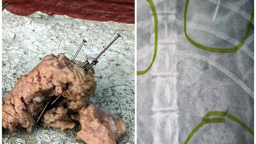 Elgoibar: Denuncian el uso de cebos de comida con agujas para  dañar a perros