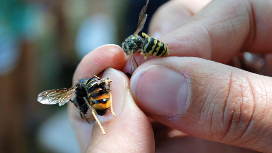 Aiaraldea inicia la campaña anual contra la avispa asiática
