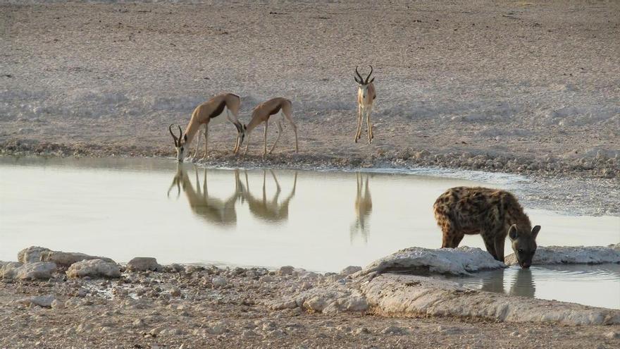 Un incendio arrasa más de 775.000 hectáreas en la reserva de Etosha, en Namibia
