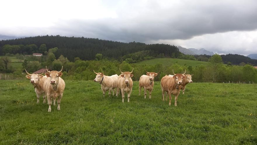 Abere, Abelur y Lorra se fusionan en Lursail Nekazaritza Zerbitzuak, un centro de asesoramiento agrícola referencial en Euskadi