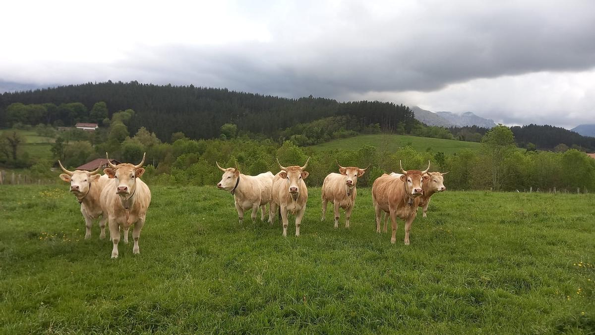 Rebaño de vacas de raza pirenaica. Rebaño de vacas de raza pirenaica.