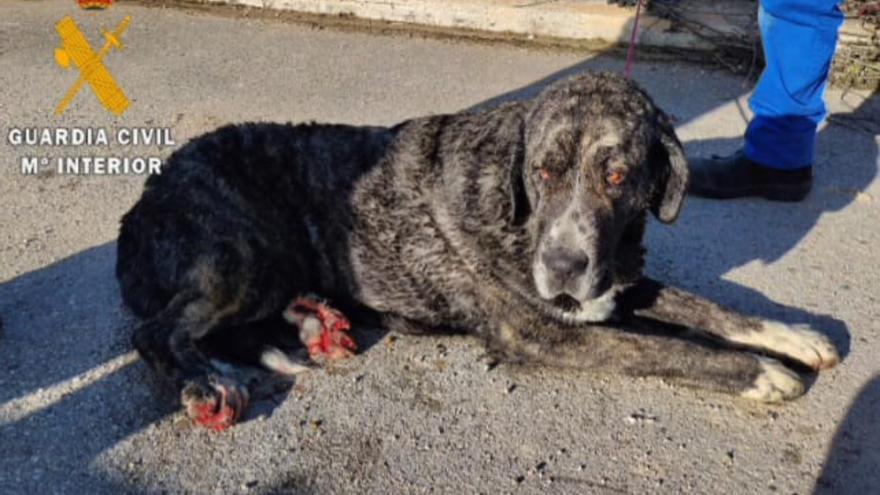 Rescatado un perro atrapado en el Canal de Navarra