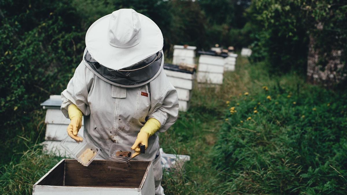 Imagen de un apicultor con un panel de abejas
