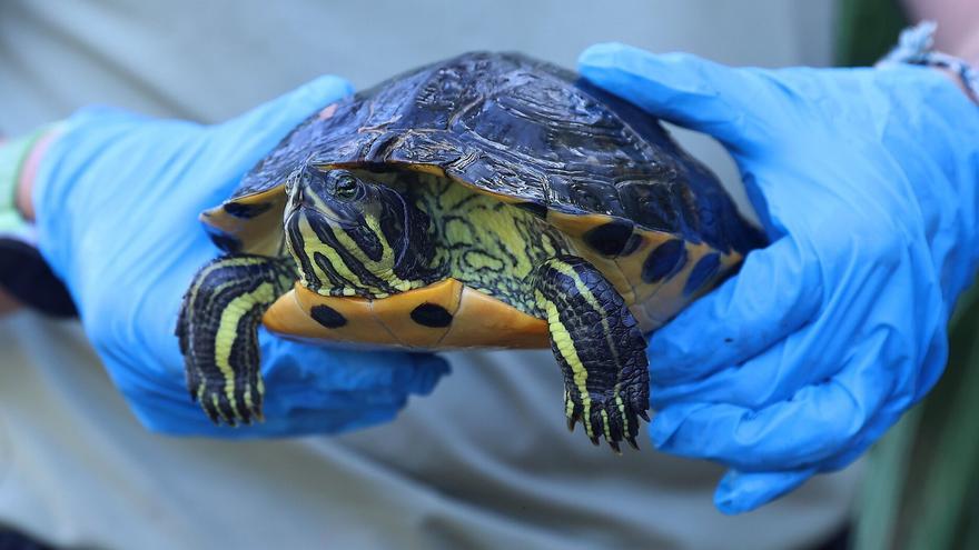 Captura de galápagos en el lago de Mendillorri: "Las especies naturales no son un juguete"