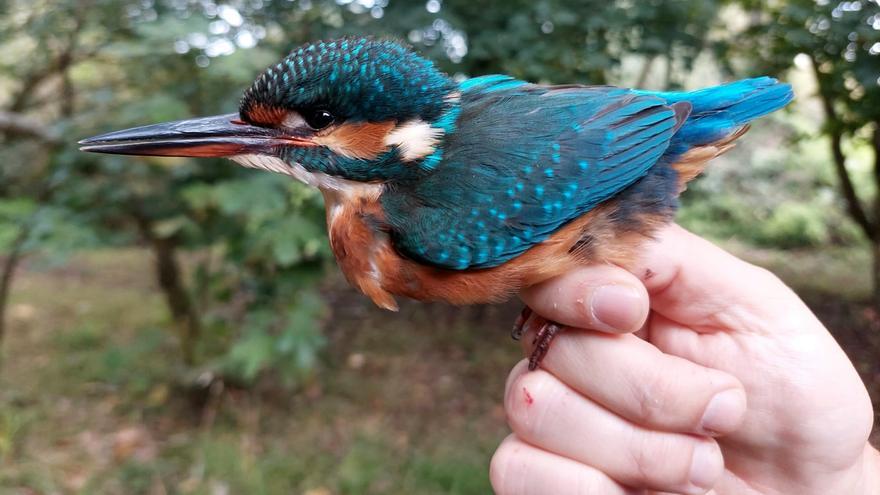 Jornada de anillamiento de aves en Bolue