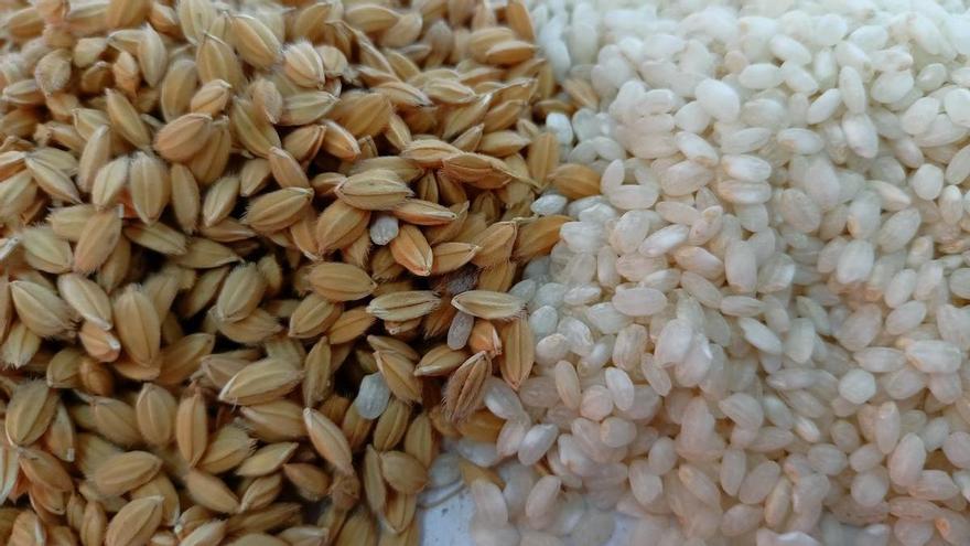 Arroz de Calasparra, el alma de una tierra y sus ríos en cada grano