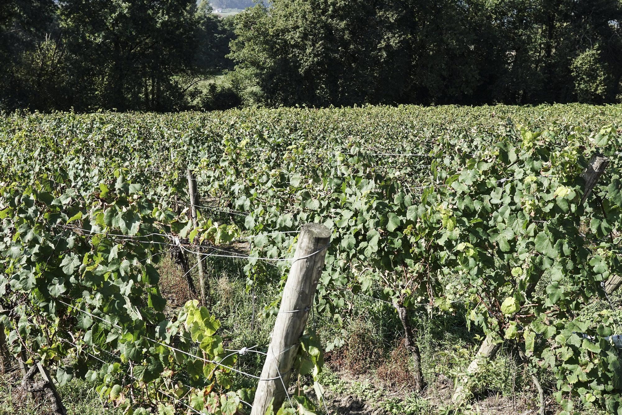 Las bodegas de Bizkaia afrontan una vendimia abierta a la esperanza