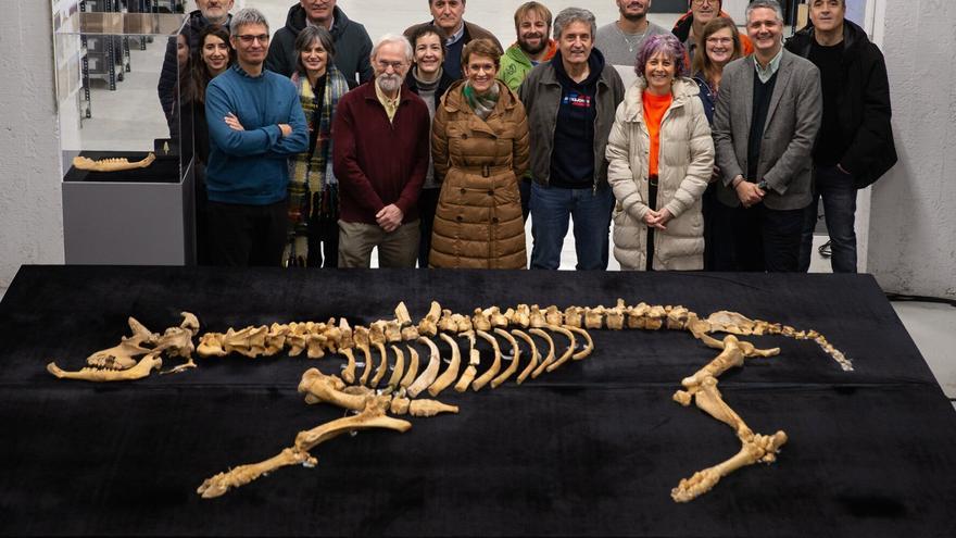 Hallado el esqueleto casi completo de un bisonte de hace 4.000 años en Urbasa