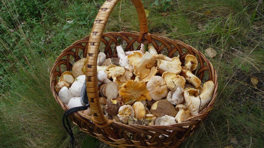 Poca gente lo sabe, pero estas setas deliciosas salen en verano y  aquí puedes encontrarlas