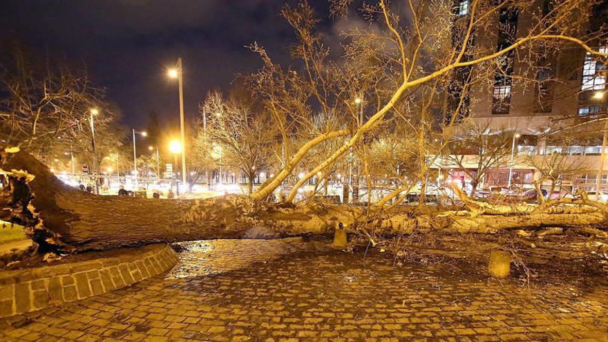 El árbol cayó sobre la acera de la Vuelta del Castillo, junto a la avenida del Ejército, al partirse por la base.