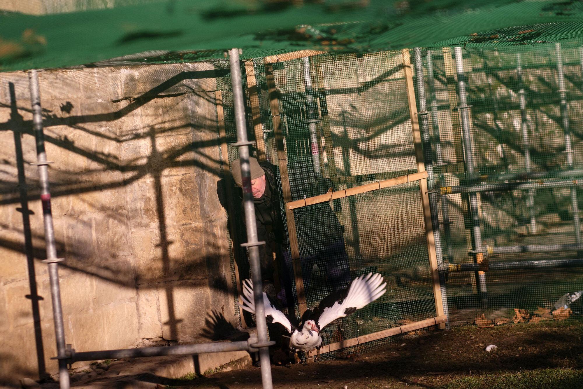 Las medidas contra la gripe aviar en la Taconera de Pamplona