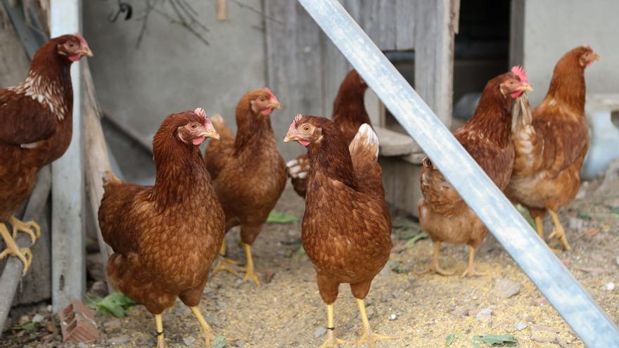 Las diputaciones vascas ven prematuro el confinamiento de las aves de corral por la gripe aviar