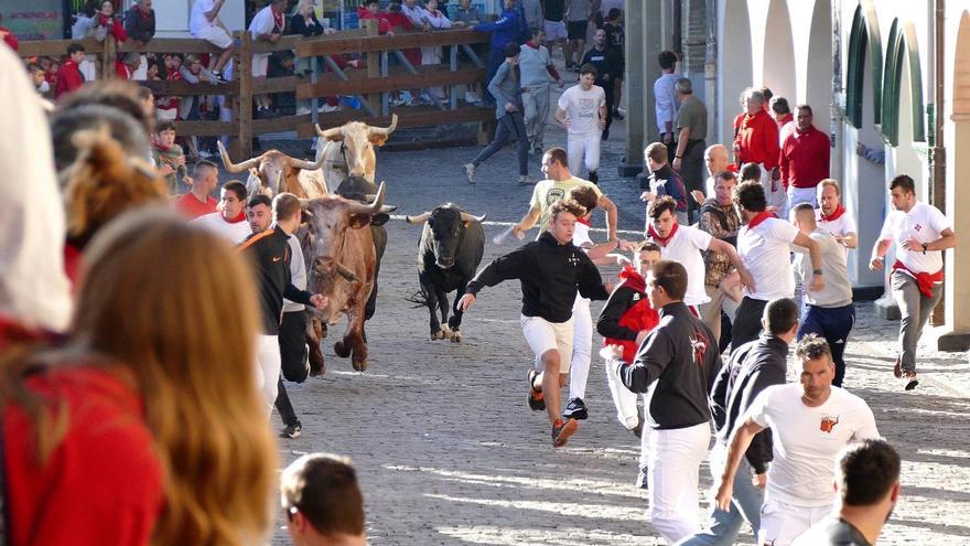 Vuelta de dos novillos en el encierro de Estella