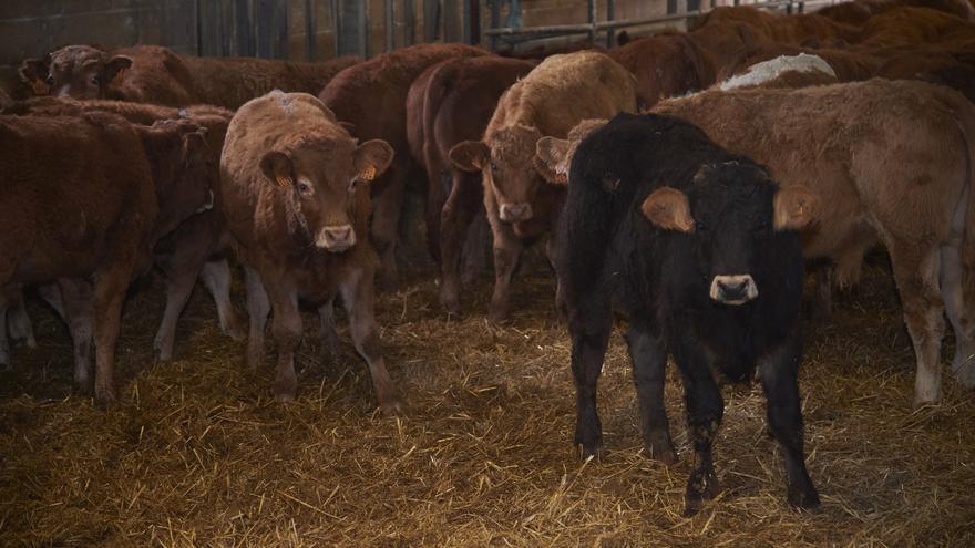 Una tesis de la UPNA demuestra que los subproductos vegetales en la dieta de terneros mejora la calidad de su carne