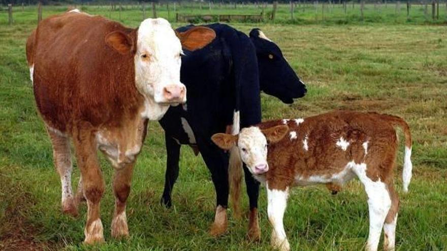 Prueban que los conejos, como las vacas, pueden tener infecciones priónicas