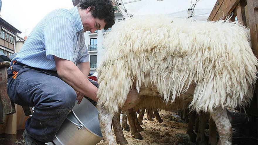 Un pastor realizam durante el Artzai Eguna, una exhibición sobre cómo se ordeñan las ovejas.
