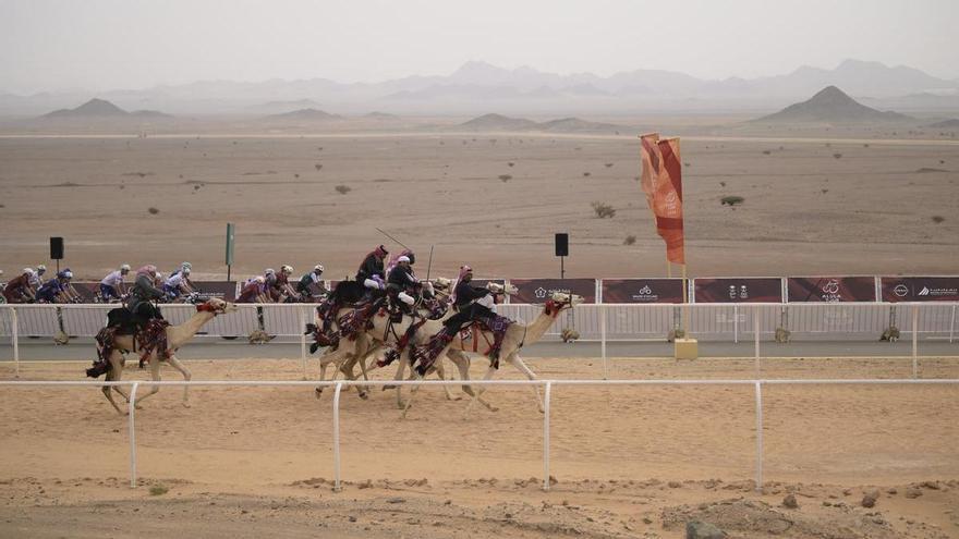 Un gigante entre camellos