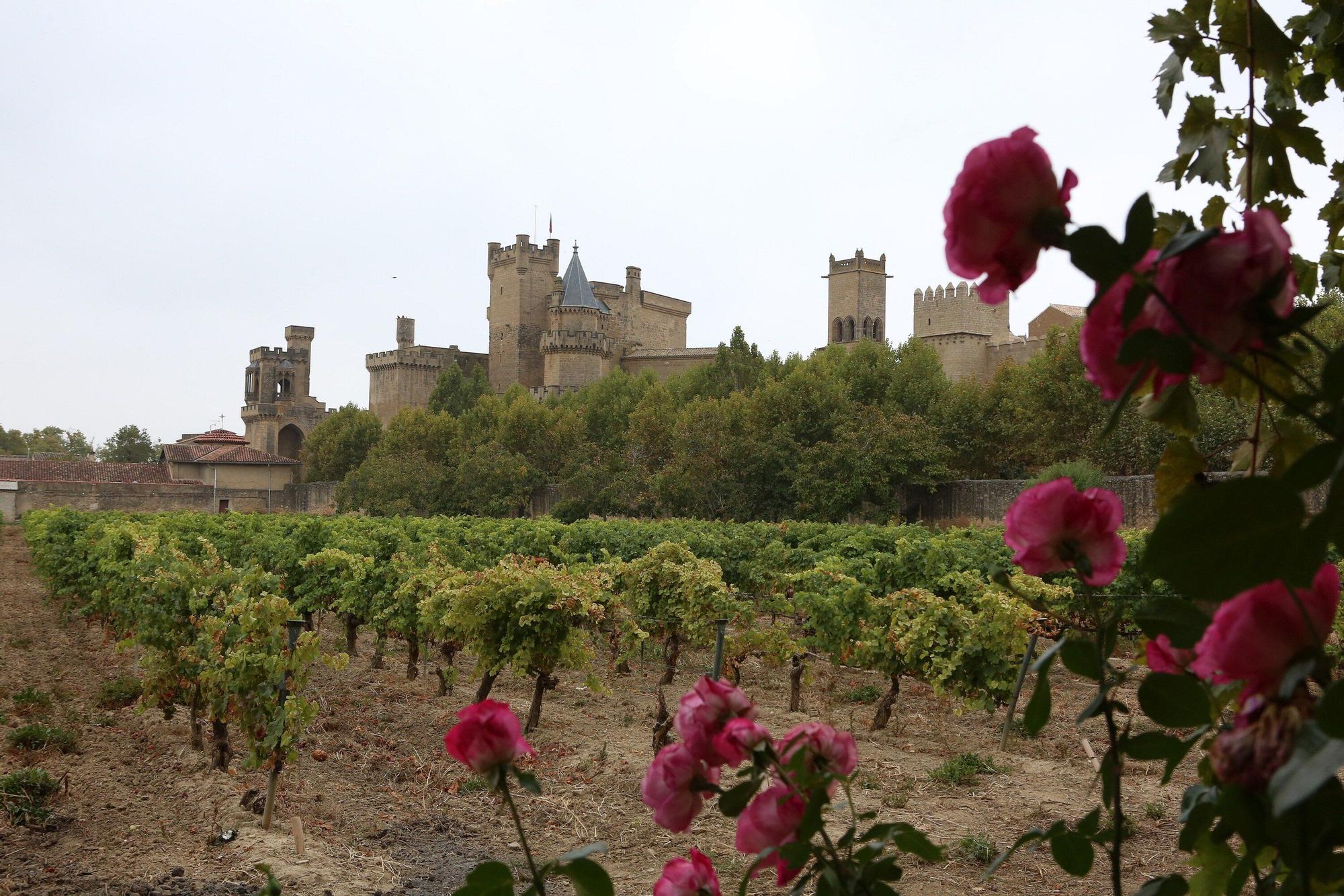 Vendimia en Navarra 2025 | Fotos del simbólico 'corte del último racimo' en Olite