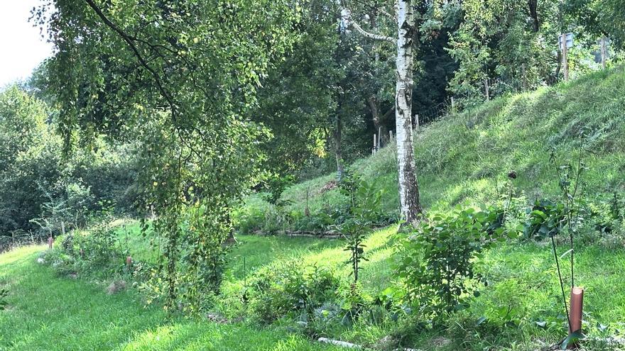 Basauri crea un bosque autóctono comestible en el barrio de Iruaretxeta