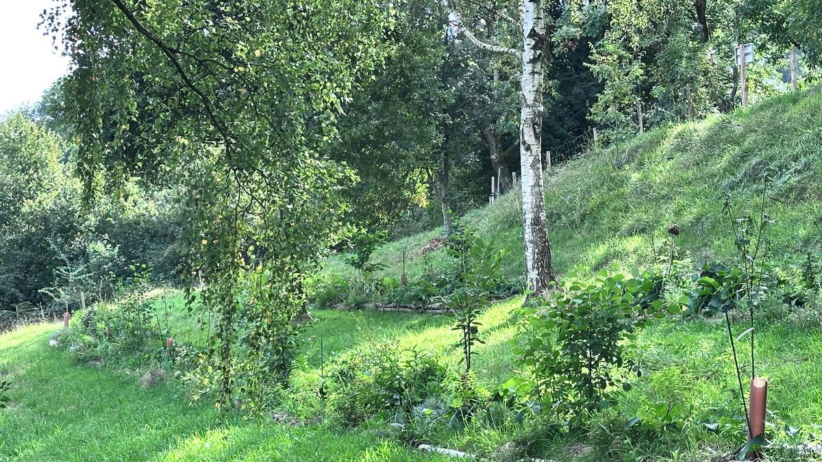 El bosque autóctono comestible de Basauri está en una parcela de 800 m2 del barrio de Iruaretxeta