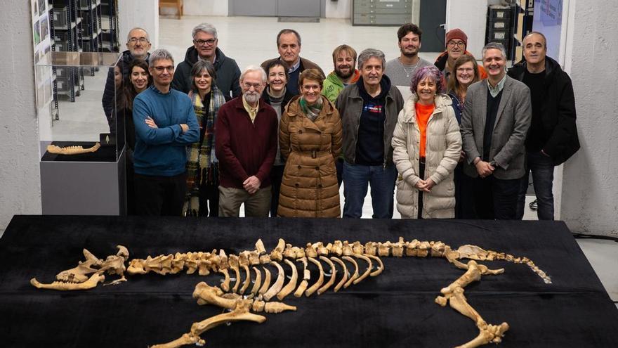 Hallado el esqueleto casi completo de un bisonte de hace 4.000 años en Urbasa