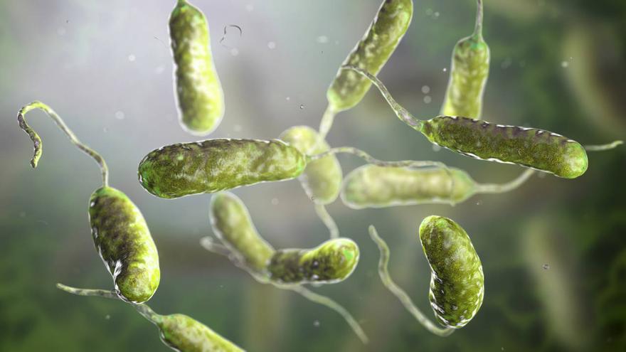Vibriosis, la enfermedad causada por una rara bacteria que ‘como carne’