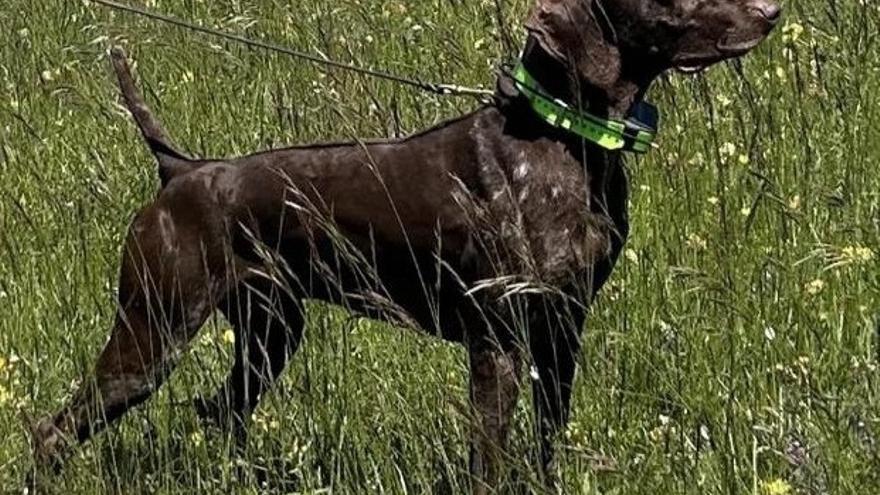 Secuestran en Toledo al perro campeón de Italia &#039;Atos del Poggetto&#039; mientras se preparaba para el Mundial