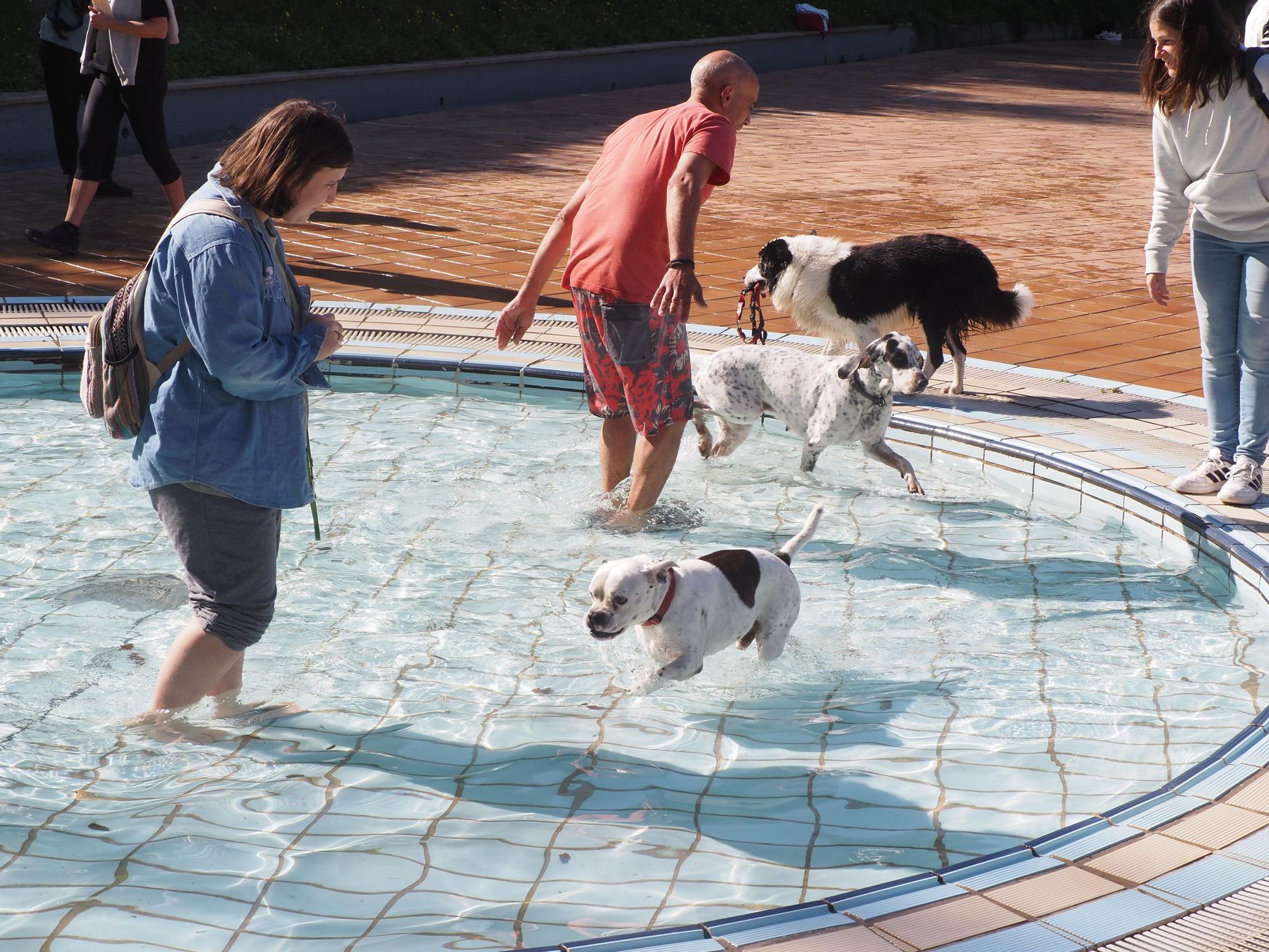 Las piscinas de Eibar han sido coto privado para los perros