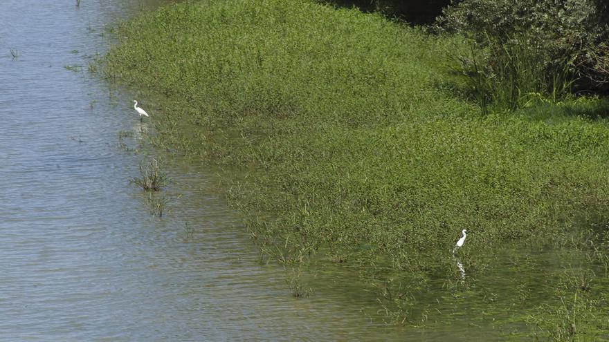 Gripe aviar en Navarra: evitar contacto con aves enfermas o muertas en la naturaleza o en calles