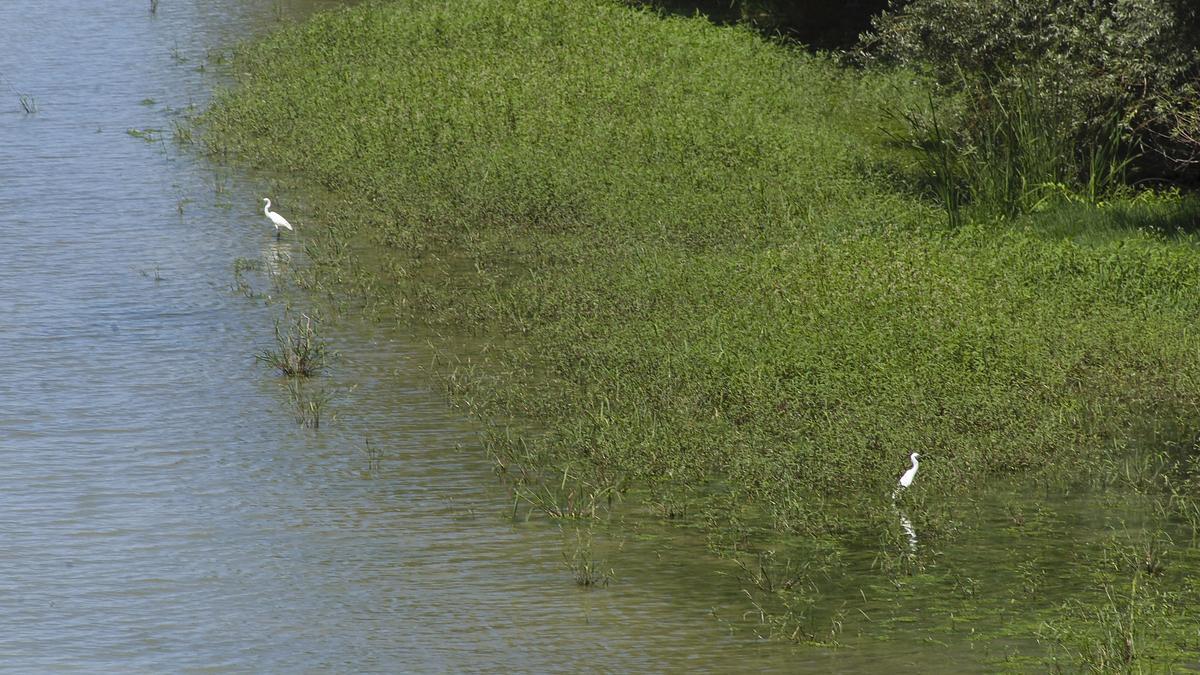 Garzas en el río Ebro. Garzas en el río Ebro.