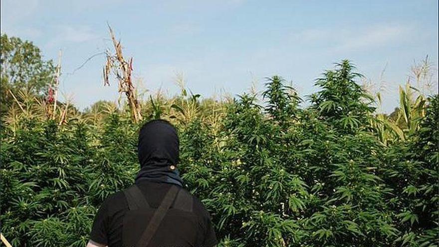 Desmantelan tres plantaciones de maría en Mungia