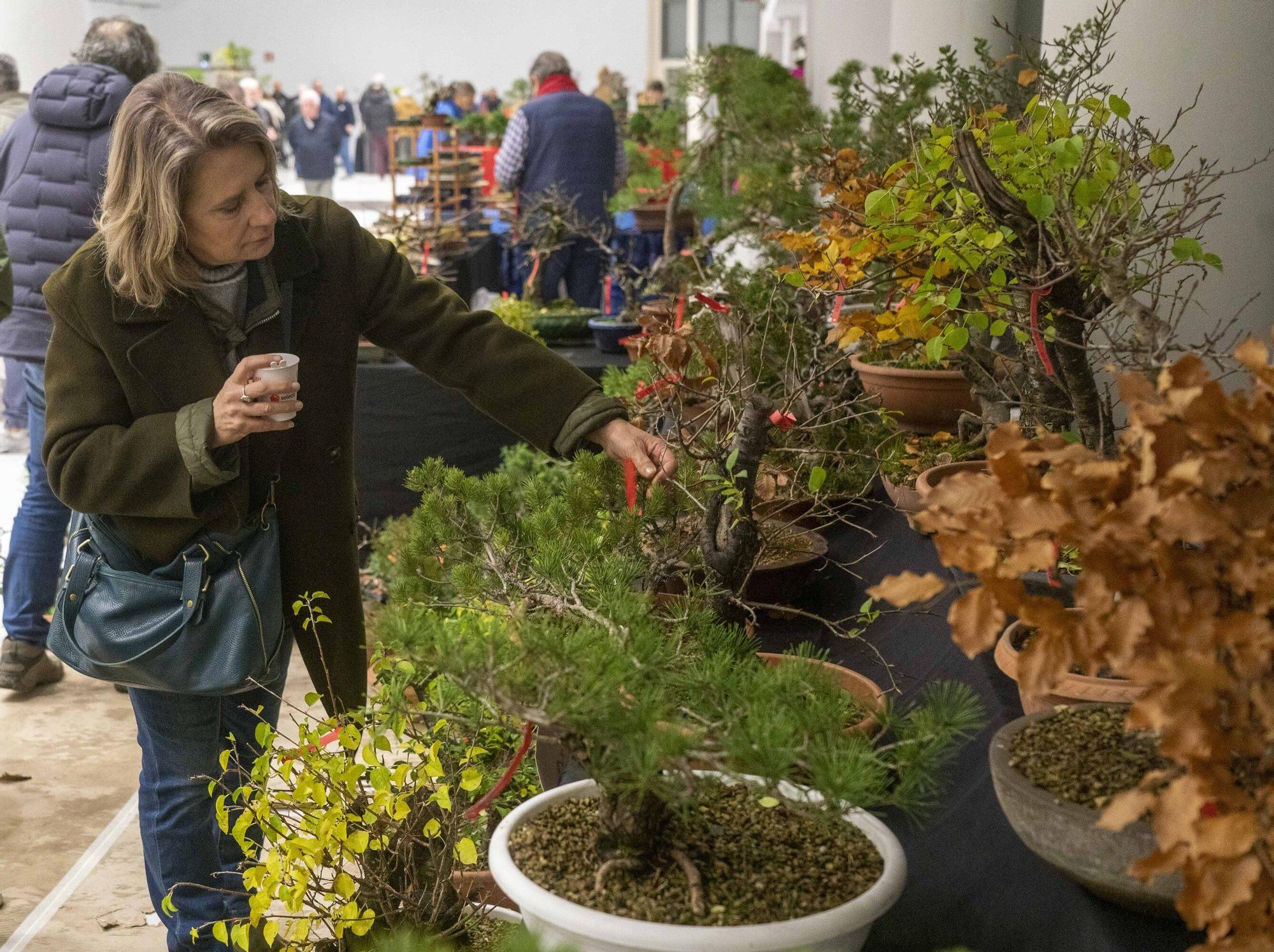 En imágenes: El arte del bonsái llega a Vitoria-Gasteiz