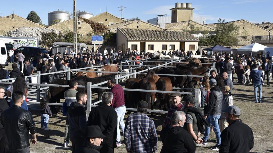 El ganado se lleva las miradas en la Feria de Tafalla