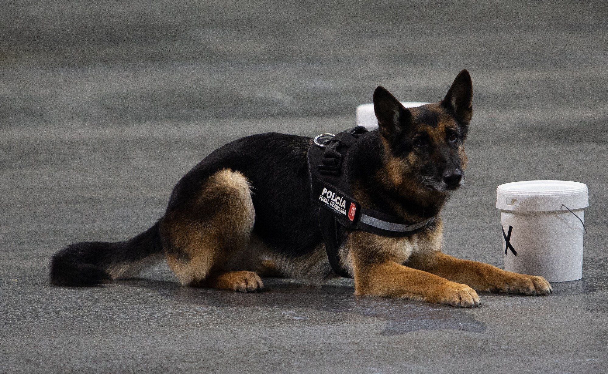 Exhibición de la Policía Foral en el Navarra Arena