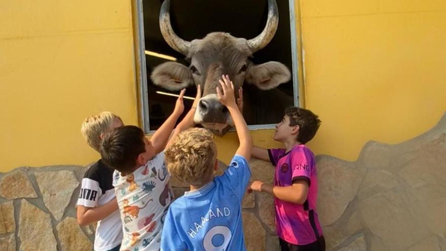 Basabere, descubre este centro de rescate animal en Navarra