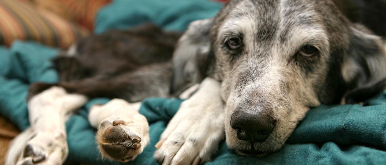 La invasión de las mascotas