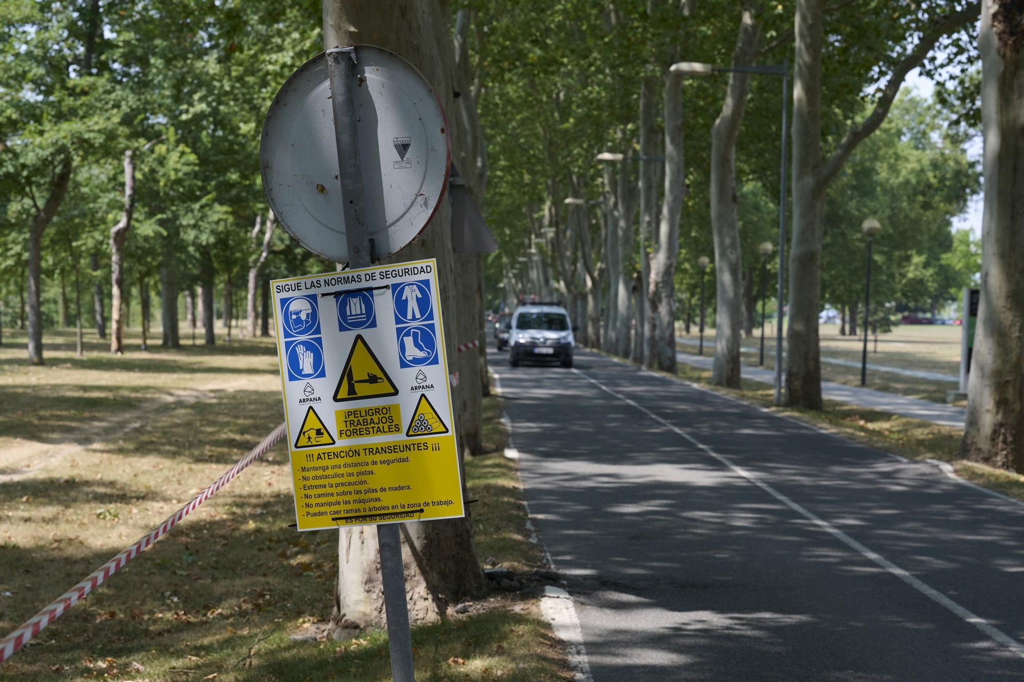 Tala de árboles en la Universidad de Navarra
