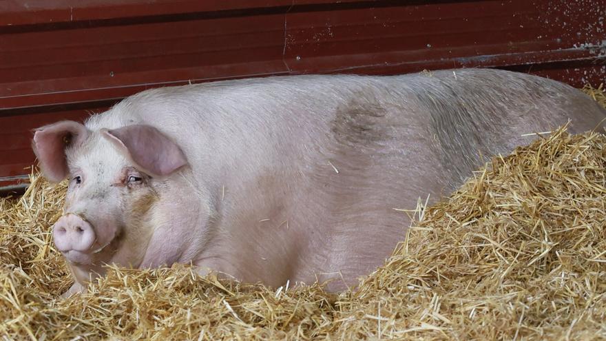 Poxpolin reinará en Donostia en Santo Tomas
