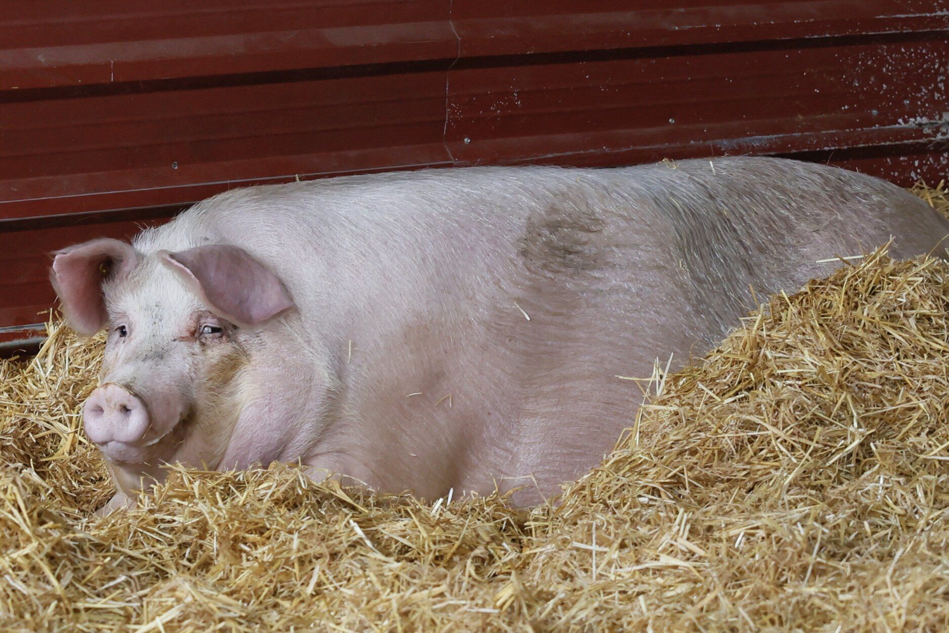 Poxpolin, la cerda de Santo Tomas 2025