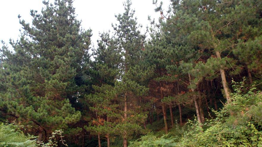 La Declaración Responsable gana peso en la gestión forestal vizcaina