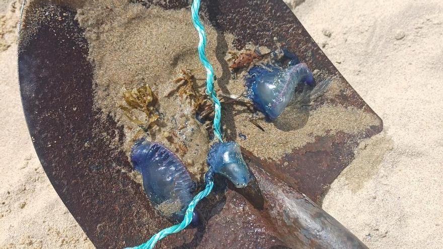Encuentran varios ejemplares de carabela portuguesa en la playa de la Zurriola de Donostia