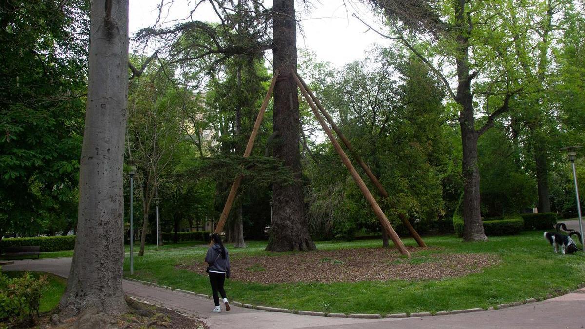 Árbol apuntalado en el parque de la Florida.