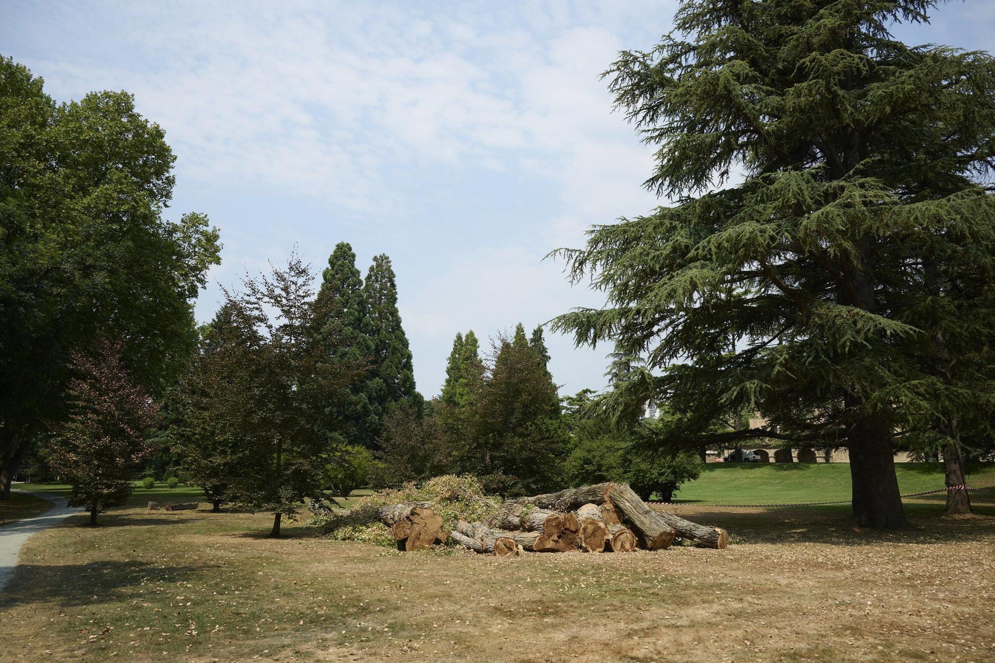 Tala de árboles en la Universidad de Navarra