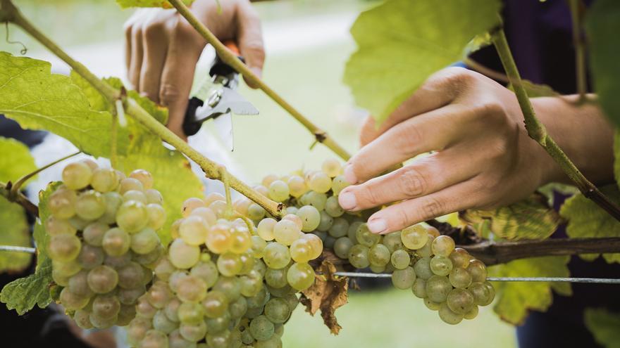Los viticultores encaran la recogida con optimismo